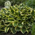 Funkia - HOSTA TWILIGHT