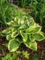 Funkia - HOSTA TWILIGHT