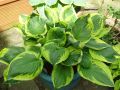 Funkia - HOSTA TWILIGHT