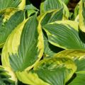 Funkia - HOSTA TWILIGHT