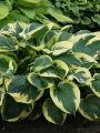 Funkia - HOSTA TWILIGHT