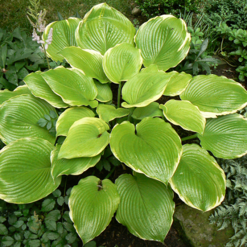 HOSTA WINTER SNOW
