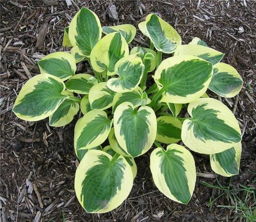 HOSTA BRIM CUP 4-ročná
