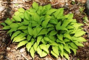 HOSTA LEMON LIME