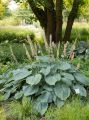 Funkia - Hosta BLUE ANGEL