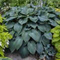 Funkia - Hosta BLUE ANGEL