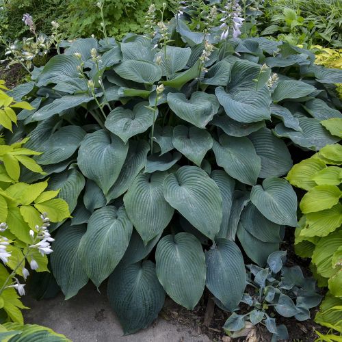 Hosta - Hosta BLUE ANGEL