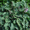 Funkia HOSTA BLUE CADET