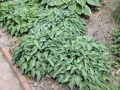Funkia HOSTA BLUE CADET