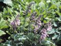 Funkia HOSTA BLUE CADET