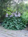 Funkia HOSTA BLUE CADET