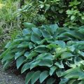 Funkia HOSTA BLUE CADET
