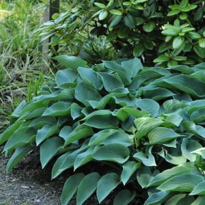 HOSTA BLUE CADET