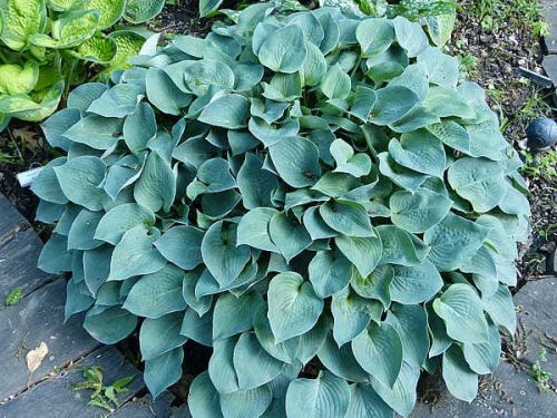 HOSTA PACIFIC BLUE EDGER
