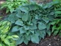 Funkia HOSTA PACIFIC BLUE EDGER