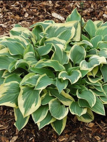 Hosta PILGRIM
