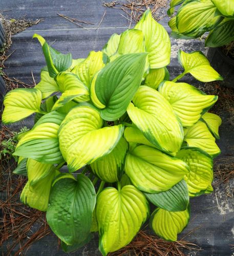 HOSTA STAINED GLASS