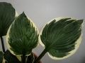 Funkia HOSTA TOM SCHMID