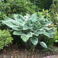 Funkia HOSTA TOM SCHMID