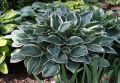 Funkia HOSTA TOM SCHMID