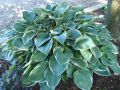 Funkia HOSTA TOM SCHMID