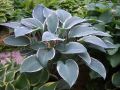 Funkia HOSTA TOM SCHMID