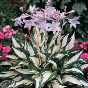 Hosta FIRE AND ICE