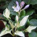 Funkia - Hosta FIRE AND ICE