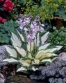 Funkia - Hosta FIRE AND ICE
