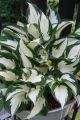 Funkia - Hosta FIRE AND ICE