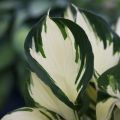 Funkia - Hosta FIRE AND ICE