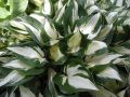Funkia - Hosta FIRE AND ICE