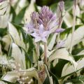 Funkia - Hosta FIRE AND ICE