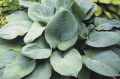 Funkia HOSTA BLUE MAMMOTH