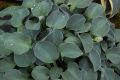 Funkia - HOSTA BLUE MOUSE EARS