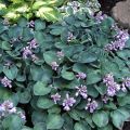 Funkia - HOSTA BLUE MOUSE EARS