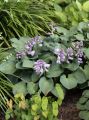 Funkia - HOSTA BLUE MOUSE EARS