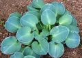 Funkia - HOSTA BLUE MOUSE EARS
