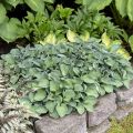 Funkia - HOSTA BLUE MOUSE EARS