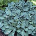 Funkia - HOSTA BLUE MOUSE EARS