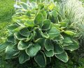 Funkia - HOSTA CHRISTMAS TREE