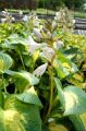 Funkia - HOSTA DREAM QUEEN