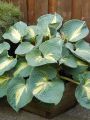 Funkia - HOSTA DREAM QUEEN
