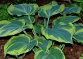 Funkia - HOSTA EARTH ANGEL