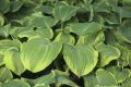 Funkia - HOSTA EARTH ANGEL