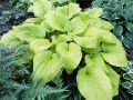 Funkia - HOSTA GOLDEN WAFFLES
