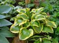 Funkia - HOSTA QUEEN JOSEPHINE