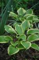 Funkia - HOSTA QUEEN JOSEPHINE