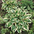 Funkia - HOSTA QUEEN JOSEPHINE