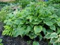 Funkia-Hosta ABBA DABBA
